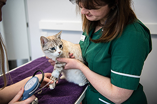 Veterinary nurse holding ginger cat on consulting table